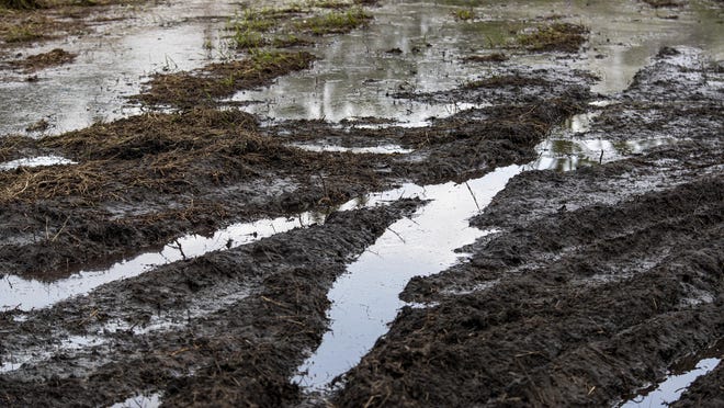 This March 11, 2020, photo shows deep, muddy ruts were the result of illegal off-roading in a fragile wetland environment in Ocala National Forest.