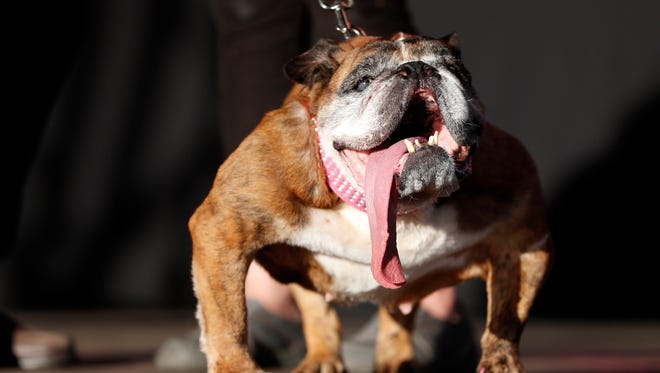 Zsa Zsa, an English Bulldog from Minnesota, wins the 2018 World's Ugliest Dog Contest in Petaluma, Calif.