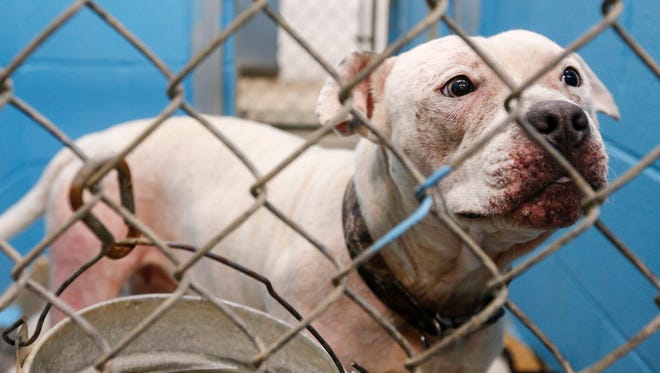 Springfield City Council narrowly voted to begin phasing in a pit bull ban, beginning in January.