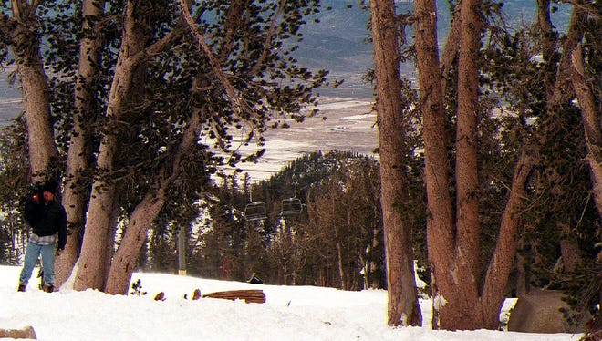 Sonny Bono was killed while skiing through this patch of pine trees at Heavenly Ski Resort Monday.