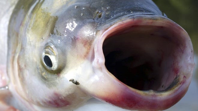 An invasive species, silver carp, a variety of the Asian carp, is pictured at the Illinois River in central Illinois.