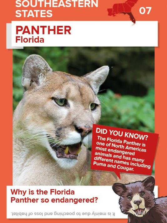 Animal Trading Cards Available For Kids At Winn Dixie