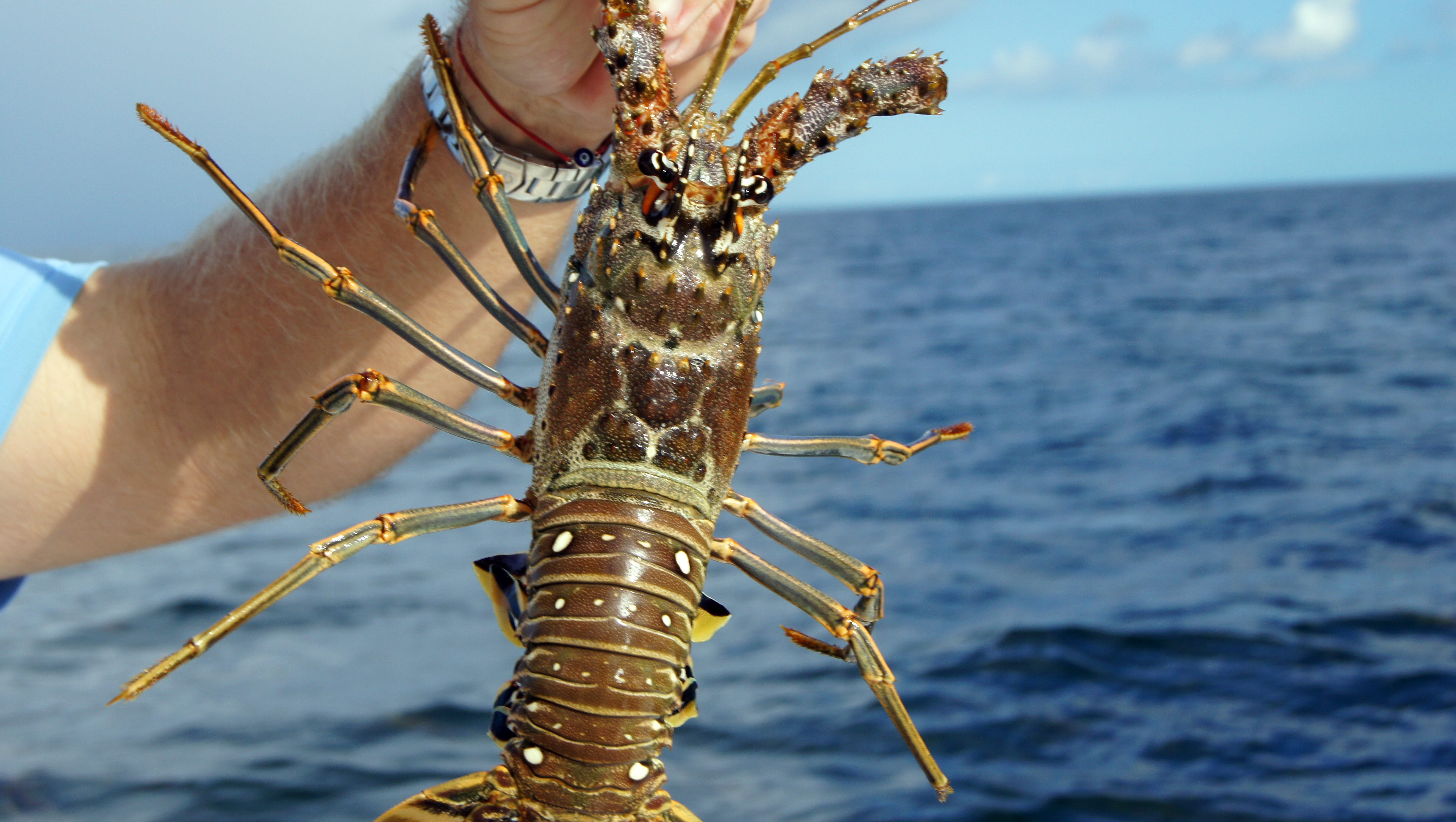 Lobster Mini Season Kicks Off Wednesday With Big Splash