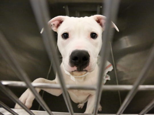 Pit bulls are found to be illegal in the Township of Waterford,