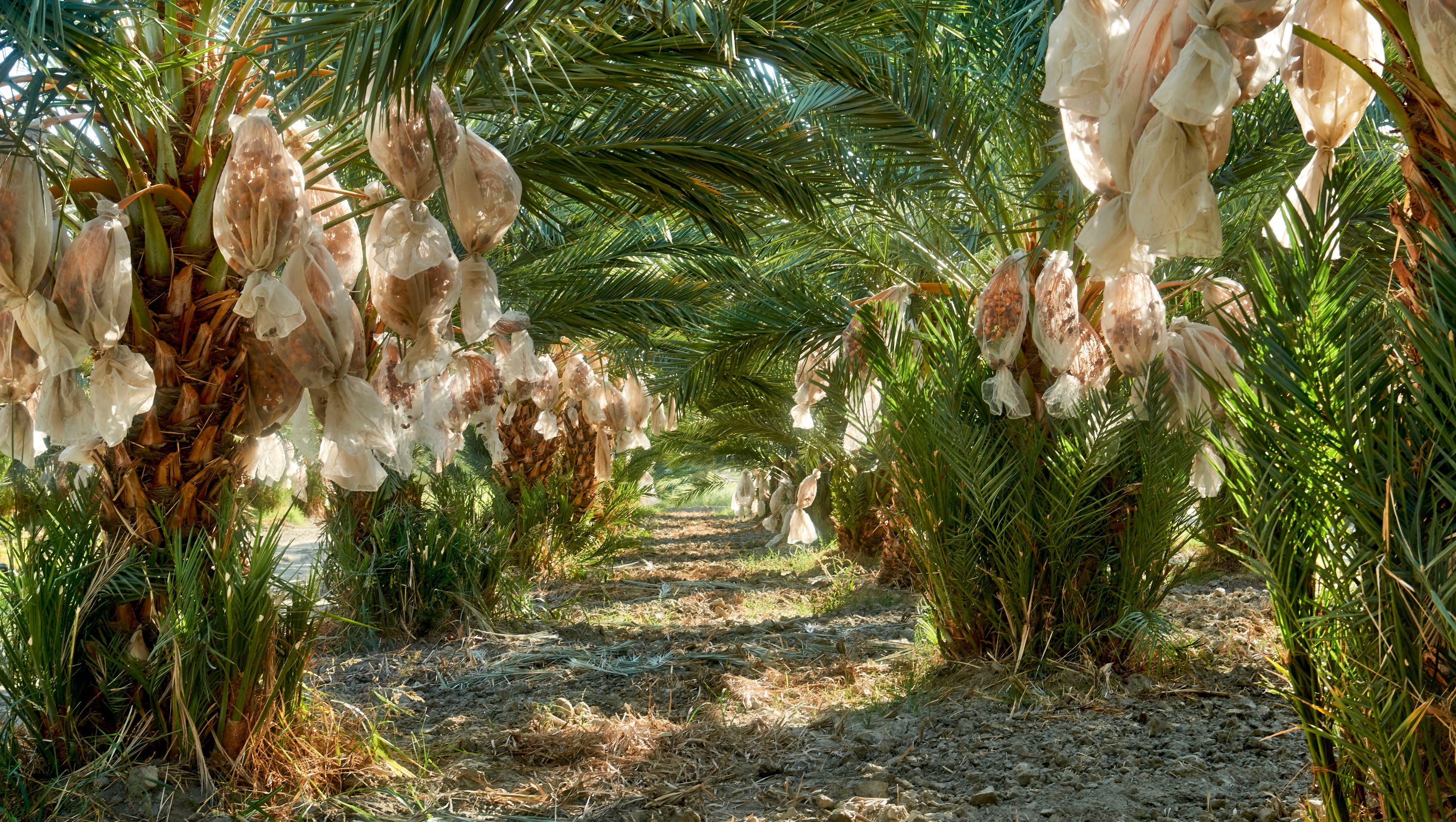 Tradition of date growing flourishes in California desert