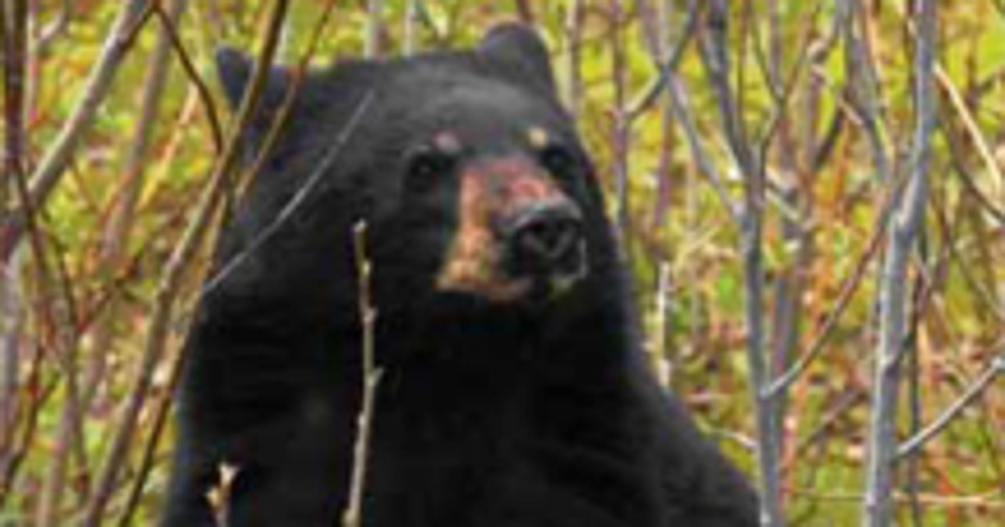 Black bear sighted in Iowa