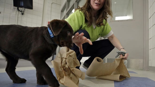 Inmate Caitlin Hyland cleans up after a chocolate lab puppy.