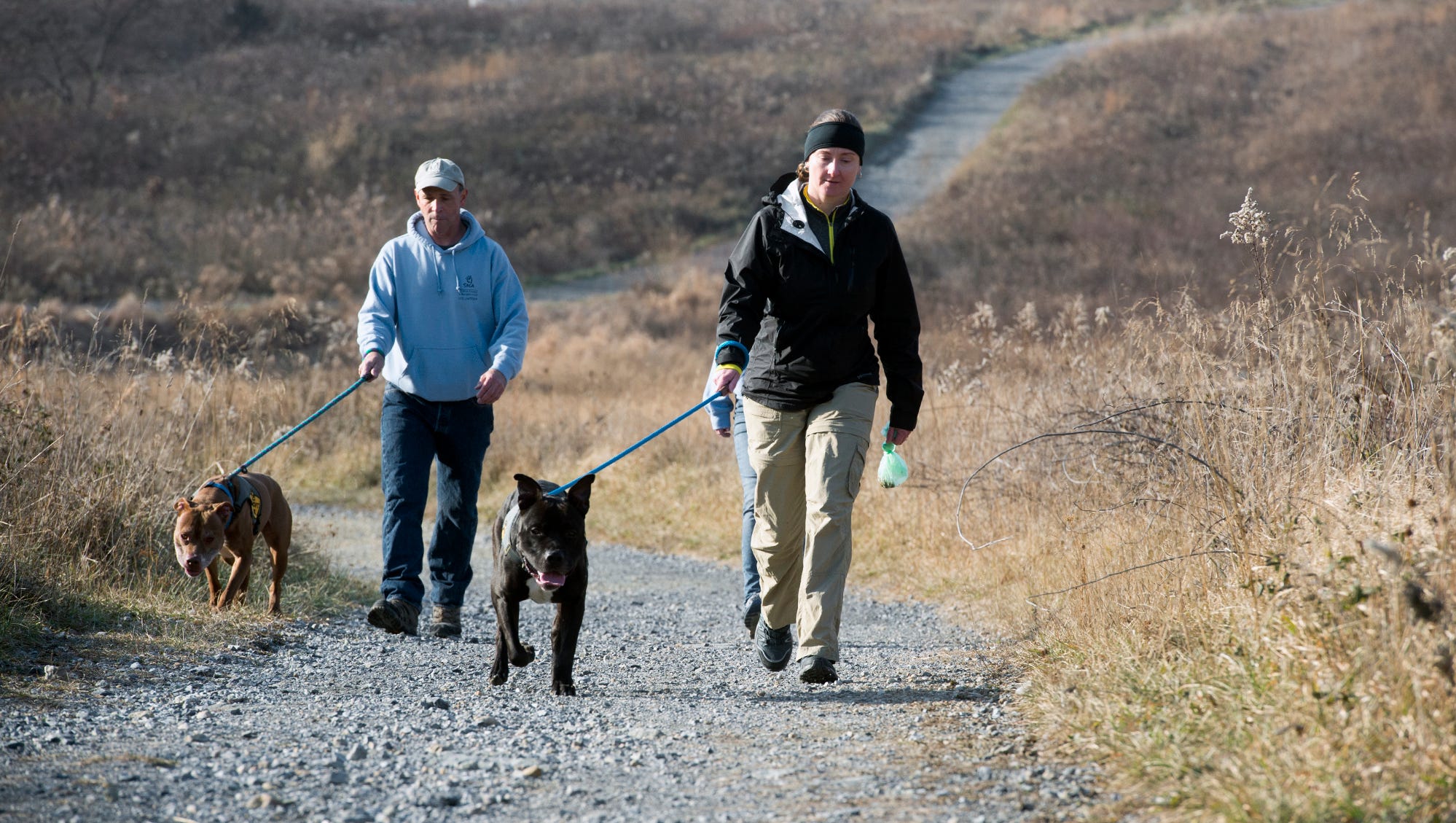 York SPCA volunteers give dogs a break from shelter life for Christmas