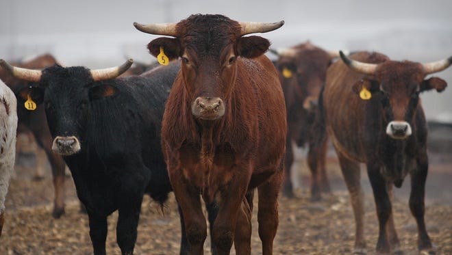 Bovine TB primarily affects cattle but can spread between wildlife and other mammals, including humans.