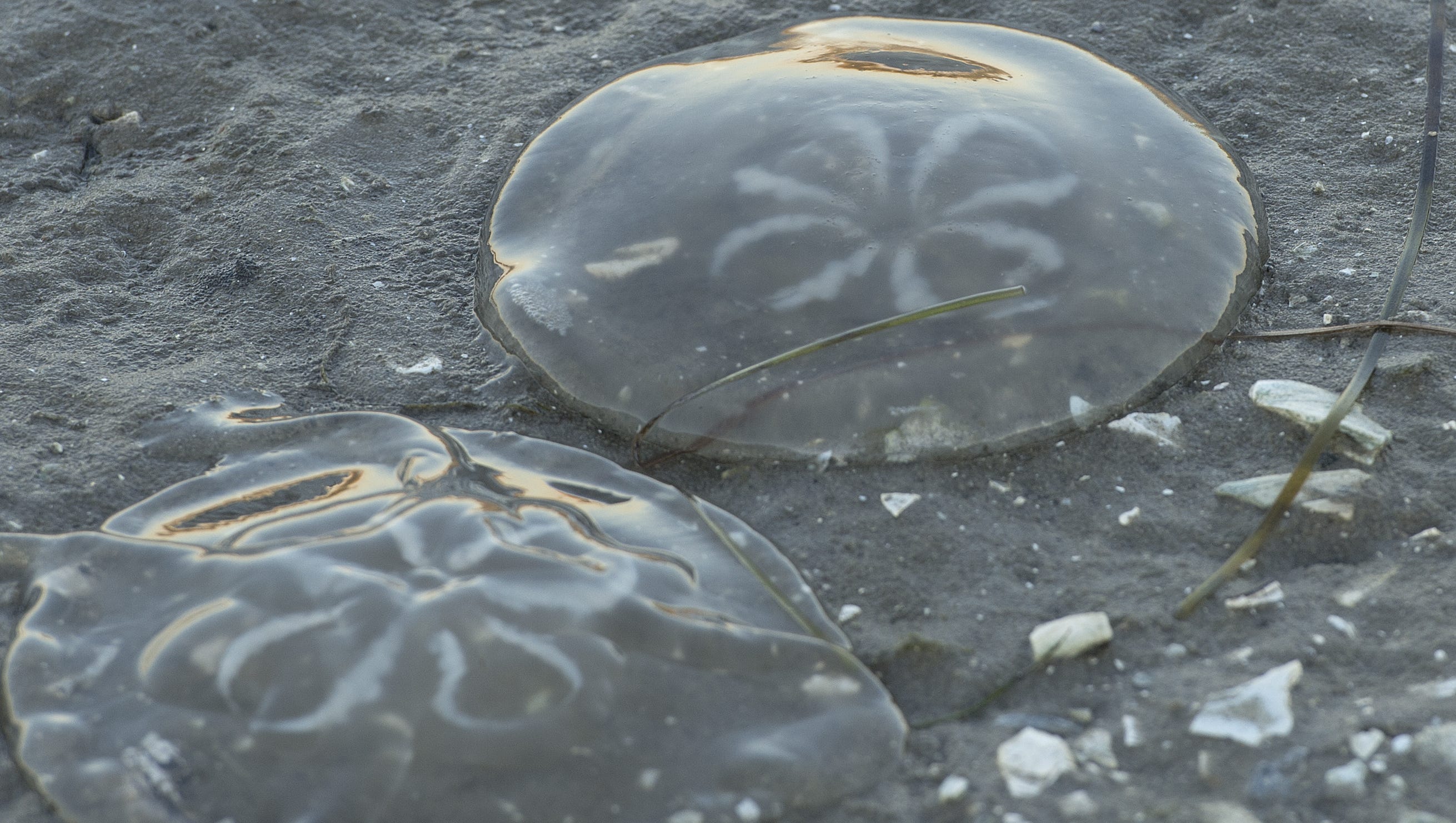 Jellyfish Are Here Early And Staying Longer Thanks To Climate Change