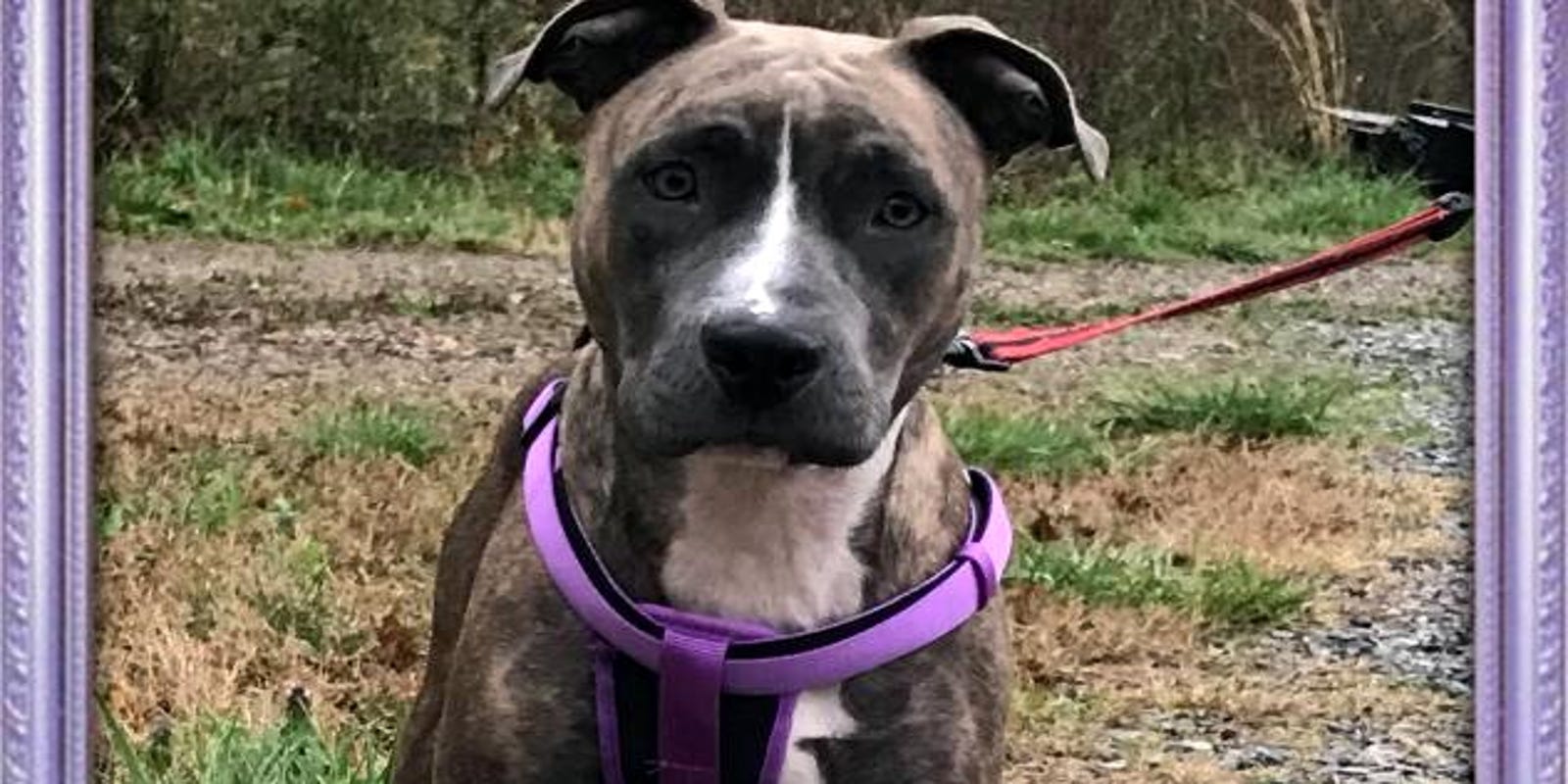 Adopt rescue pets dogs cats clarksville tennessee