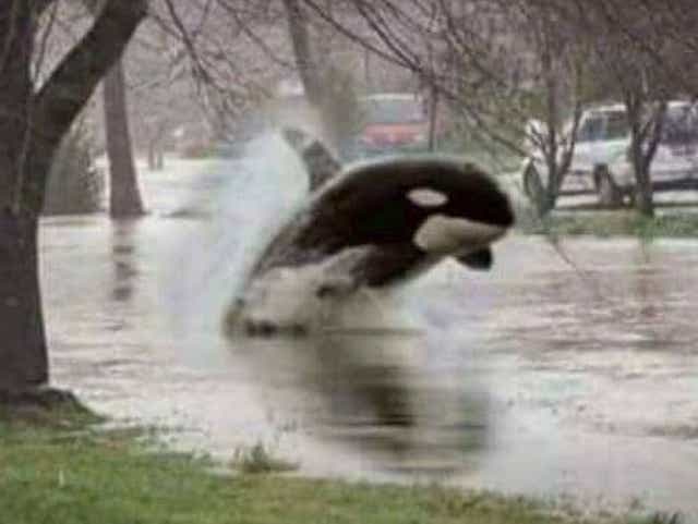 Florida Rain Memes Flood Internet Once Again