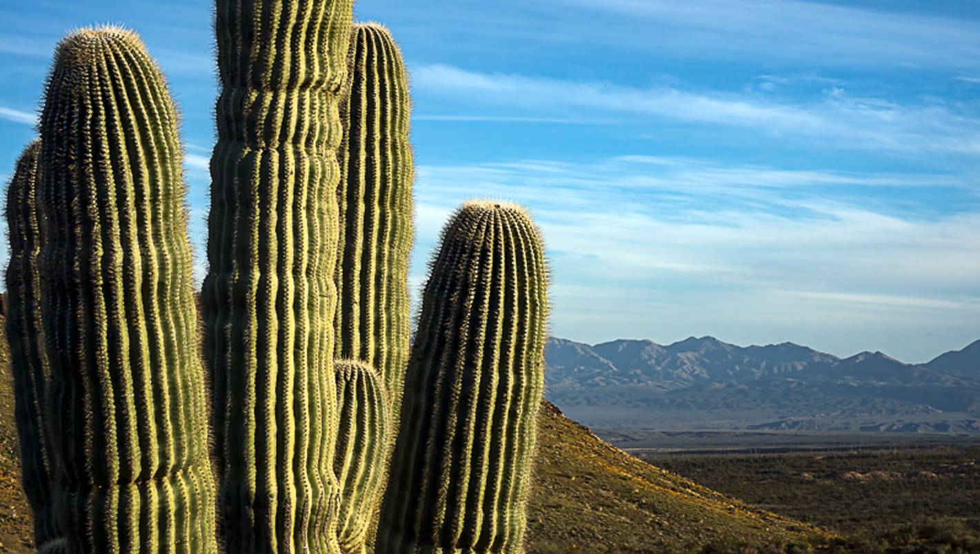 8 things you might not know about the saguaro cactus