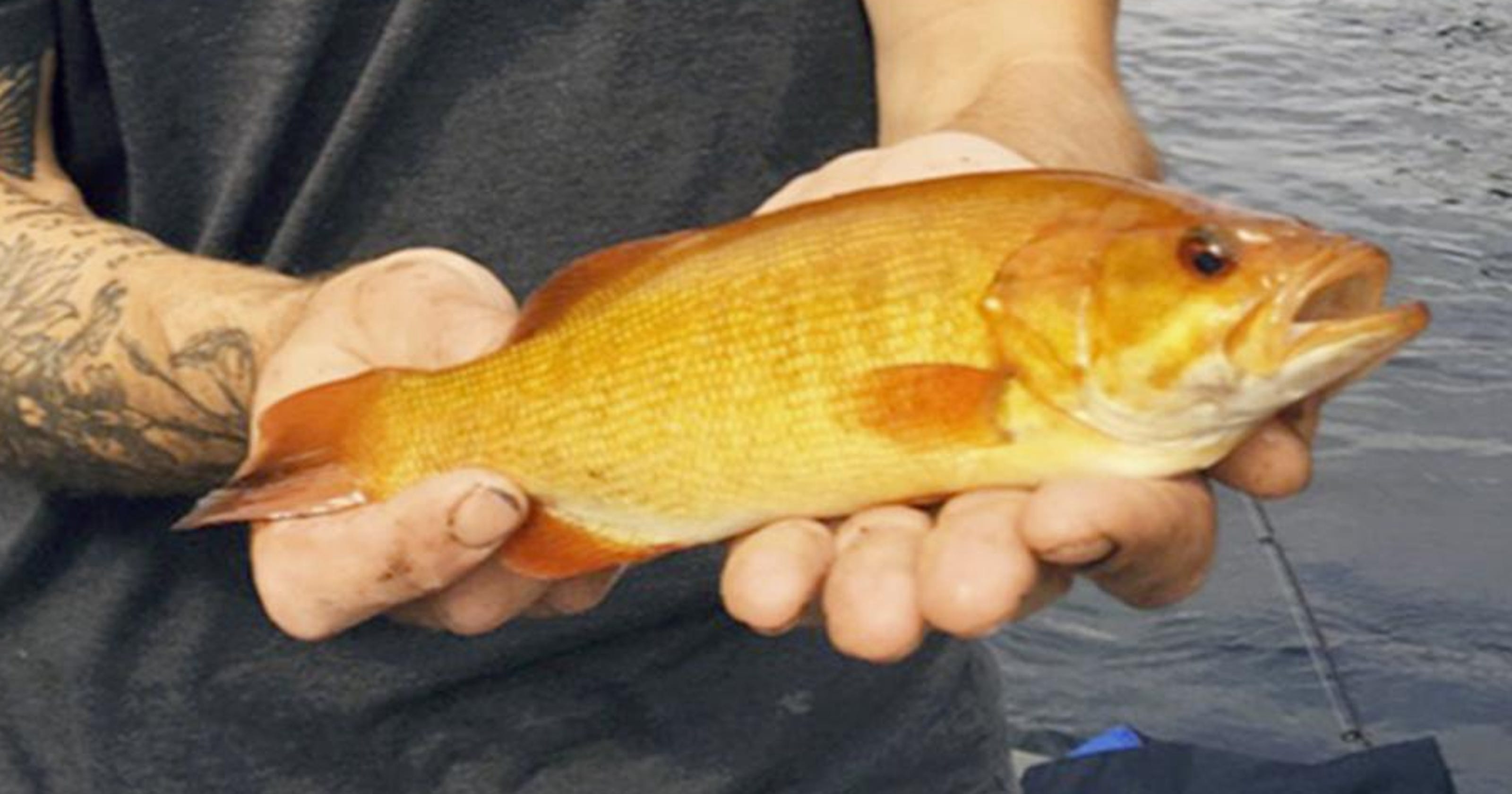 Michigan man catches rare orange smallmouth bass