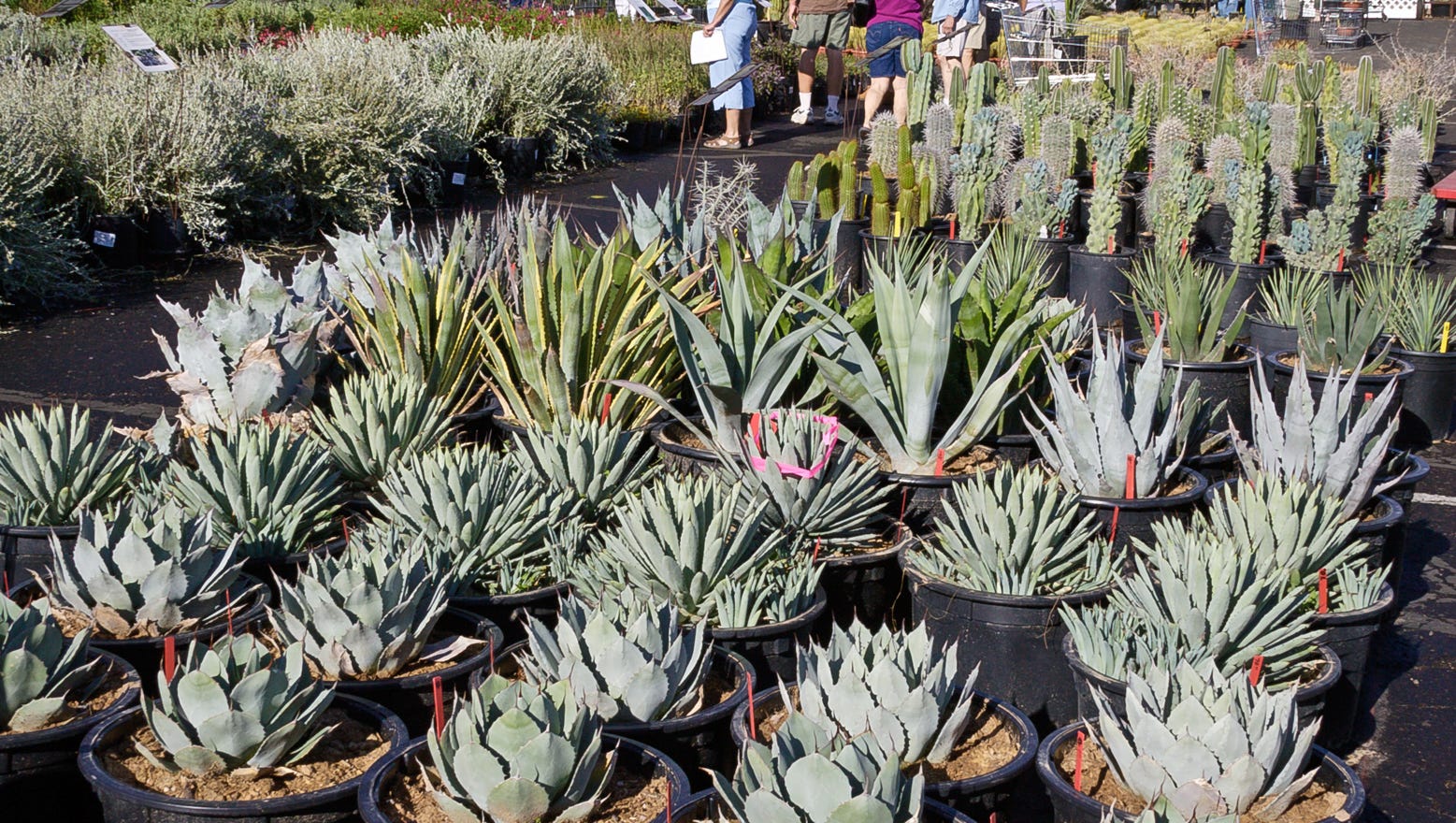 Browse Greens Get Expert Advice At Desert Botanical Garden S Spring Plant Sale March 18 20