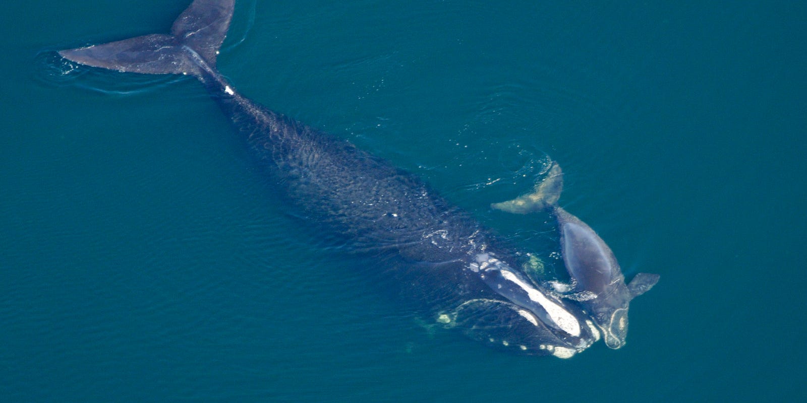 9 endangered North Atlantic right whale calves have been spotted in first month of season 9 endangered North Atlantic right whale calves have been spotted in first month of season