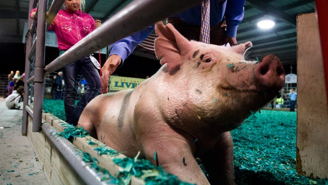 Wilbur the pig sits down as 9-year-old Faith Horton (left), with Hog Huggers 4-H, stands behind him during the Swine Showmanship and Grooming competition at the St. Lucie County Fair on Feb. 29, 2016.
