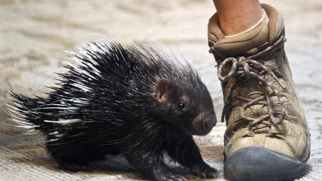 A male baby porcupine stands next to the shoe of a zoo keeper Monday at the Discovery Center of the Living Desert. Two African Crested porcupines were recently born at the Living Desert zoo in Palm Desert.