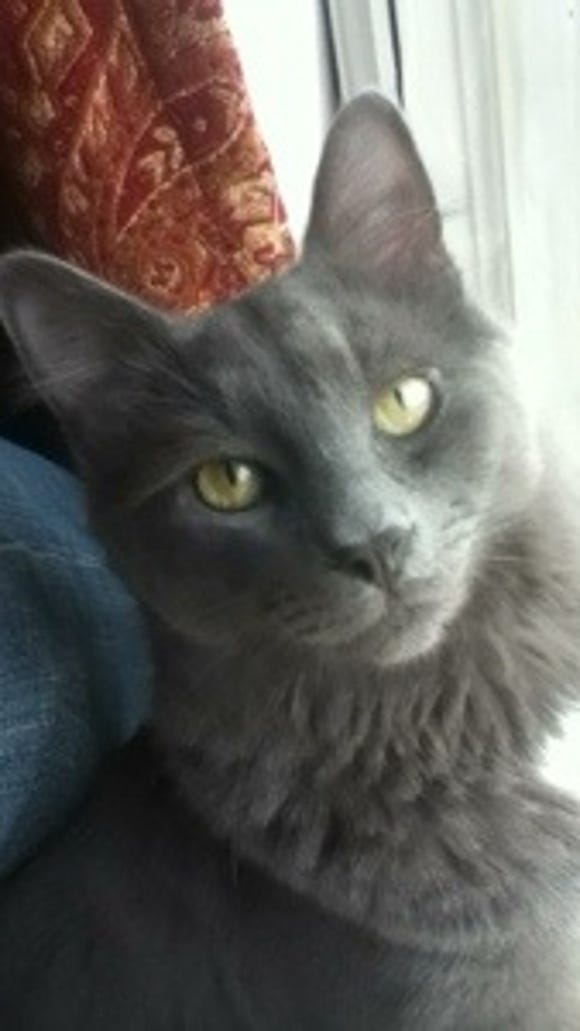 Gray Cat Lost In Shiloh Area