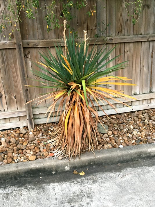 Wet feet, fungal leaf spot possible causes of yucca decline