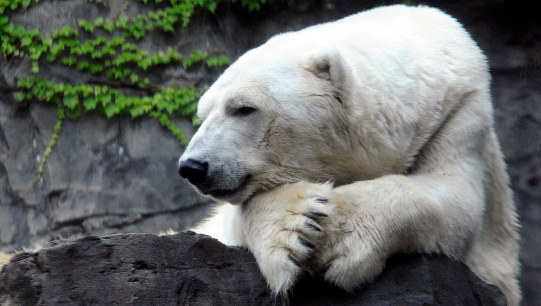 Gus The Polar Bear Dies At Central Park Zoo Gus The Polar Bear Dies At Central Park Zoo
