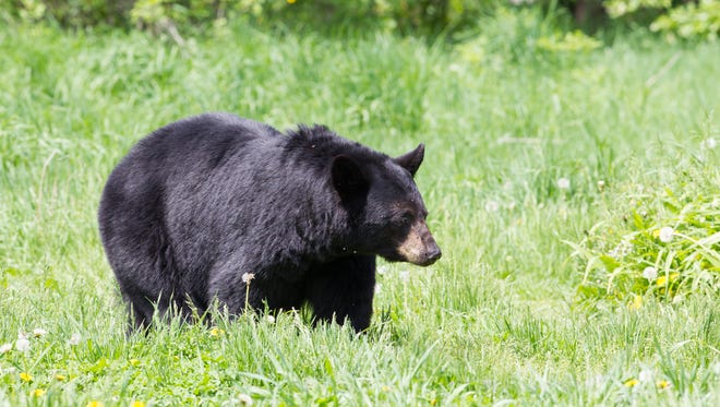Adult North American Black Bear
