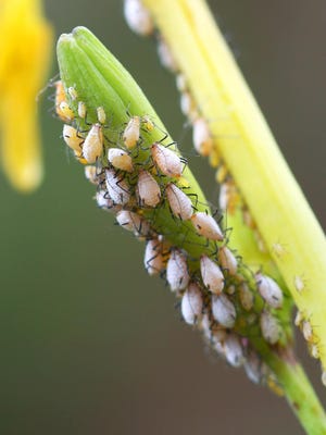 The simplest way to get rid of aphids is a jet of water from the hose; once they fall off the plant, they can't survive.