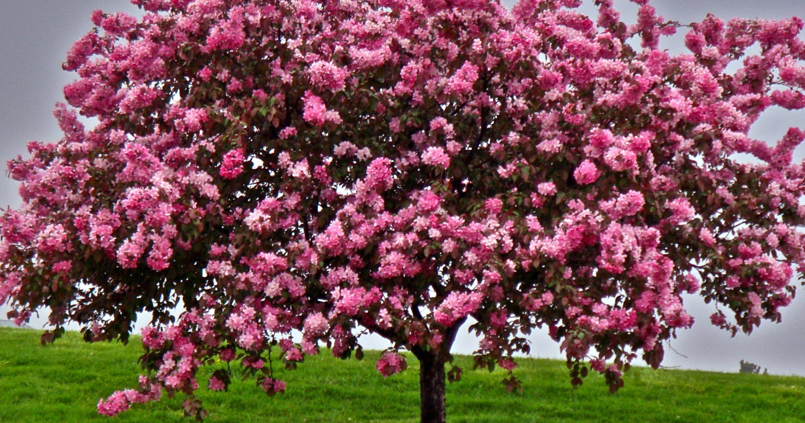 Blooming trees bring beauty to city