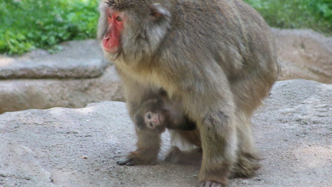 Blank Park Zoo released these images after the birth of a Japanese macaque last month.