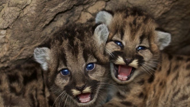 Two mountain lion kittens were recently found in the Santa Monica Mountains, according to the National Park Service.