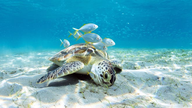 The Underwater Snorkel Trail at Phil Foster Park on Riviera Beach is a haven for parrotfish, damselfish, arrow crabs, octopus, turtles, manatees and stingrays.