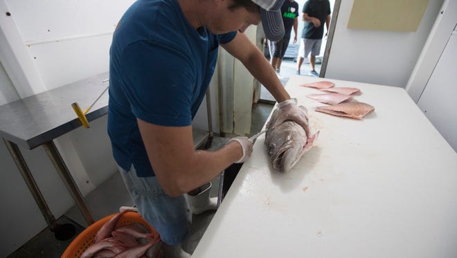 Island Seafood Co. on Matlacha sends its boats 80 to 100 miles into the Gulf to avoid the massive red tide bloom affecting local waters.