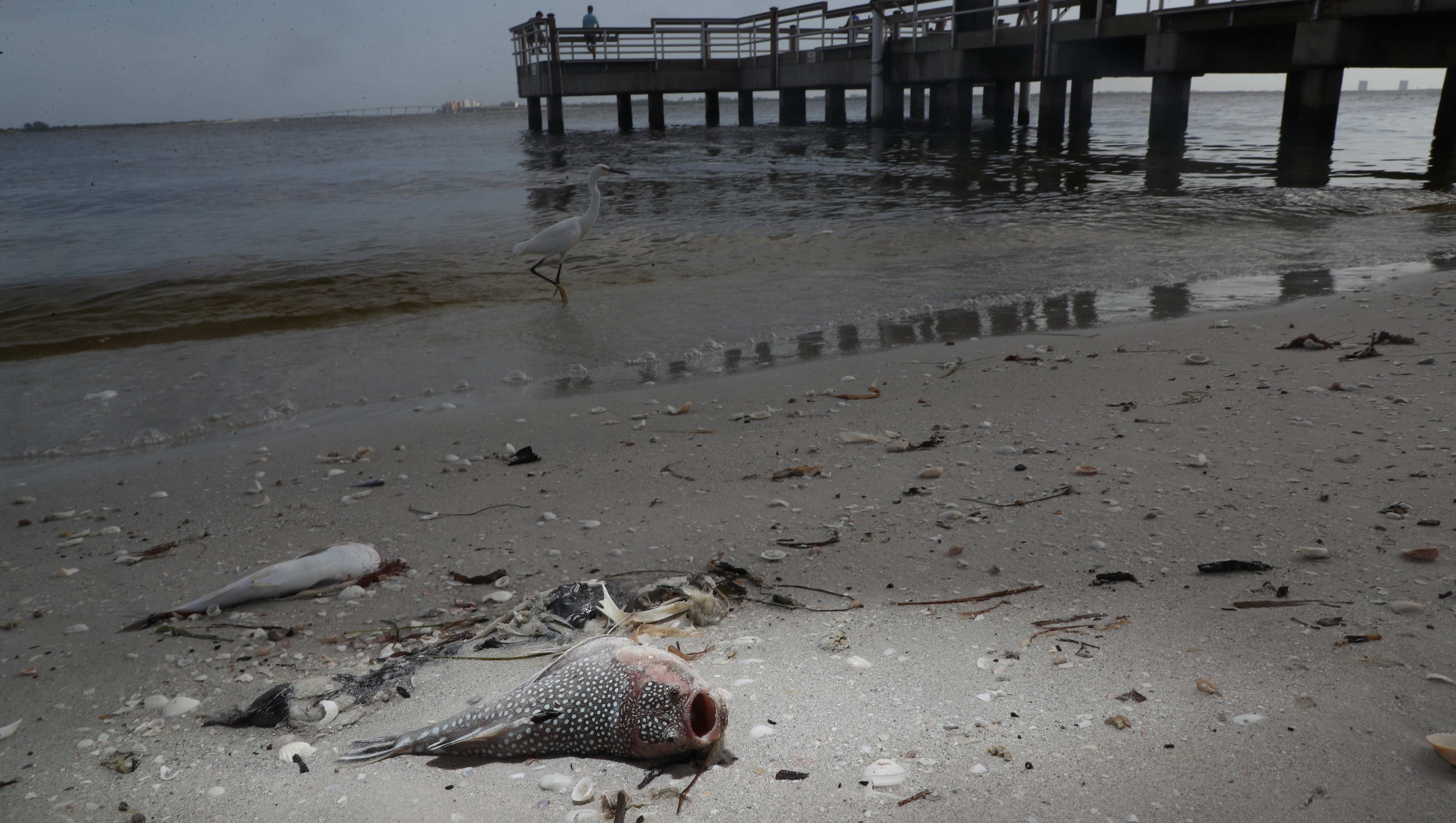 Red Tide impacts Florida coast; burst of algae growth kills wildlife