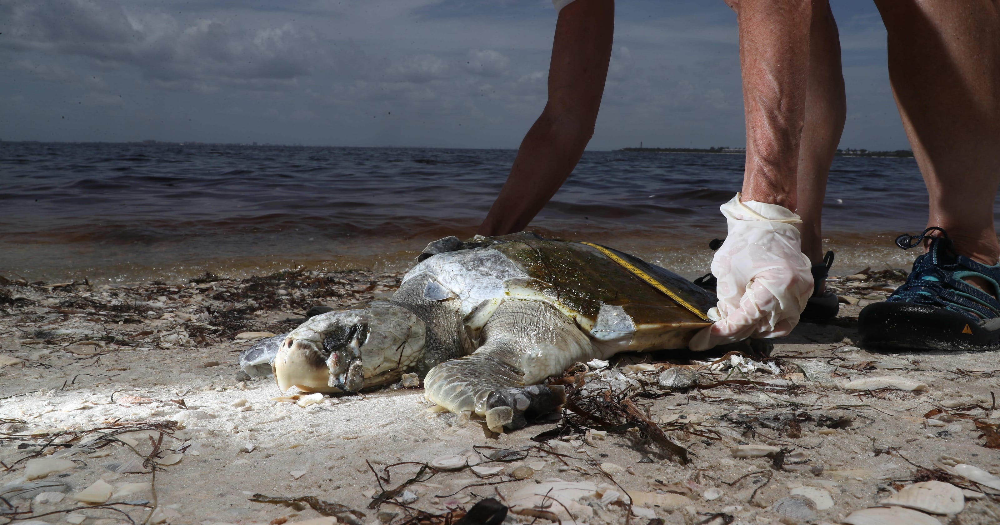 State report shows red tide is still persistent off the coast