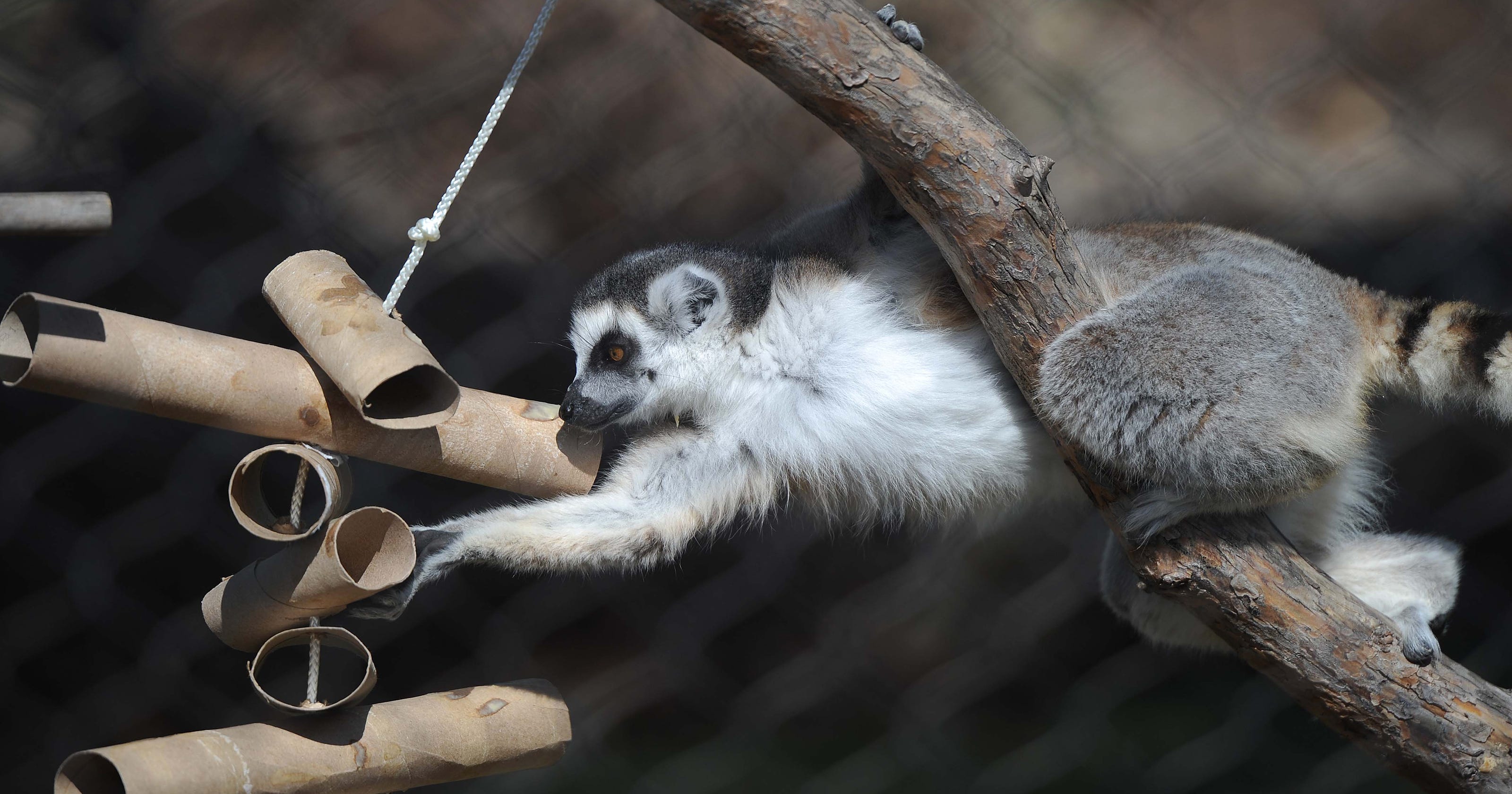 Leapin Lemurs Island Of Lemurs Madagascar Opens At Imax