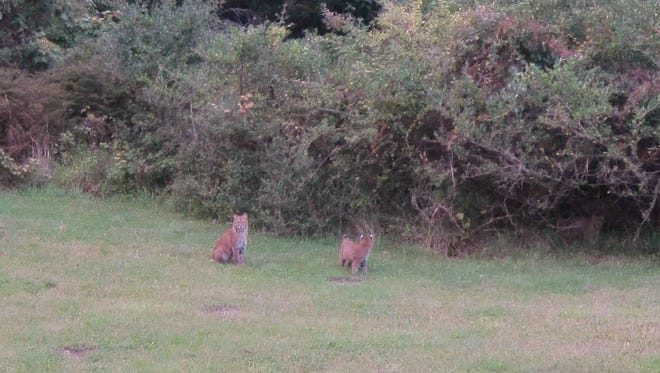A bobcat and two kittens are spotted in the backyard of Jan Humbert and Paul Epstein.