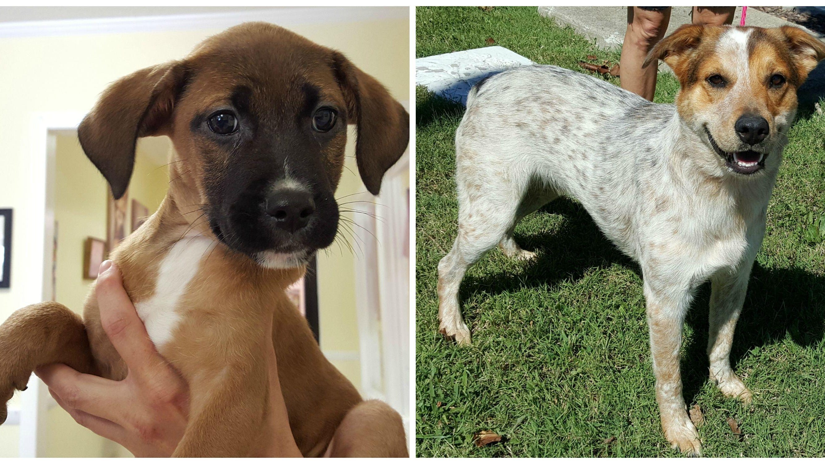 Humane Society of Sumner County Pets of the Week