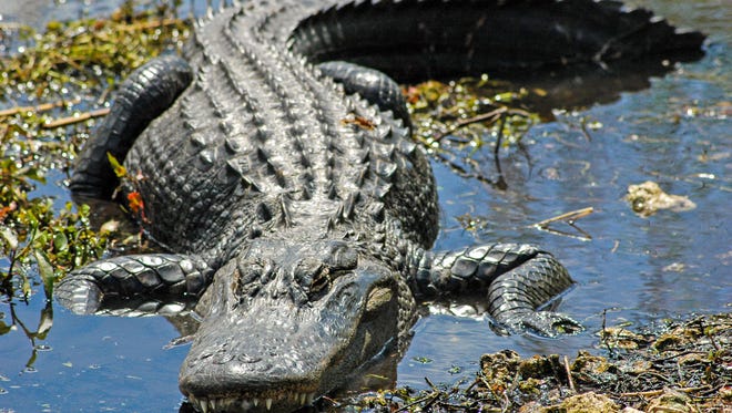 The application period for this year to hunt alligators in Alabama runs through July 11.
