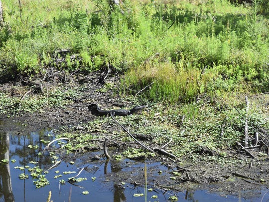 Four-wheel excursion: Explore, reconnect with nature on ...