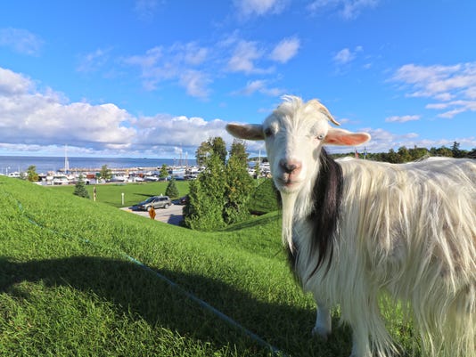 All You Need To Know About Al Johnson S Rooftop Goats In