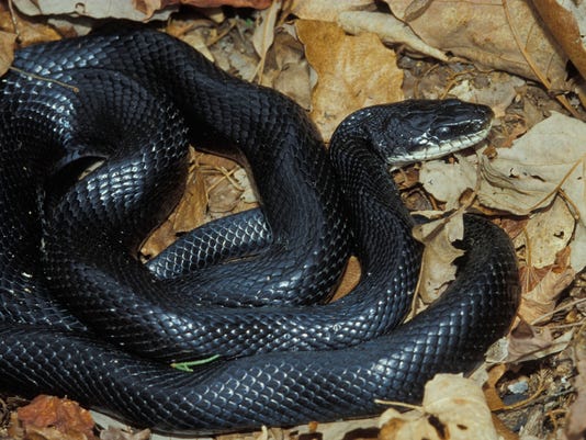 Black Moccasin Snake Black Moccasin Snake