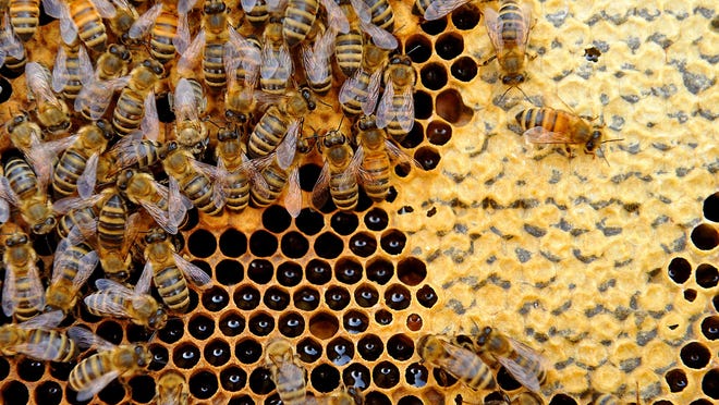 Smoot honey bees work on their honey combs at a hive near Power.
