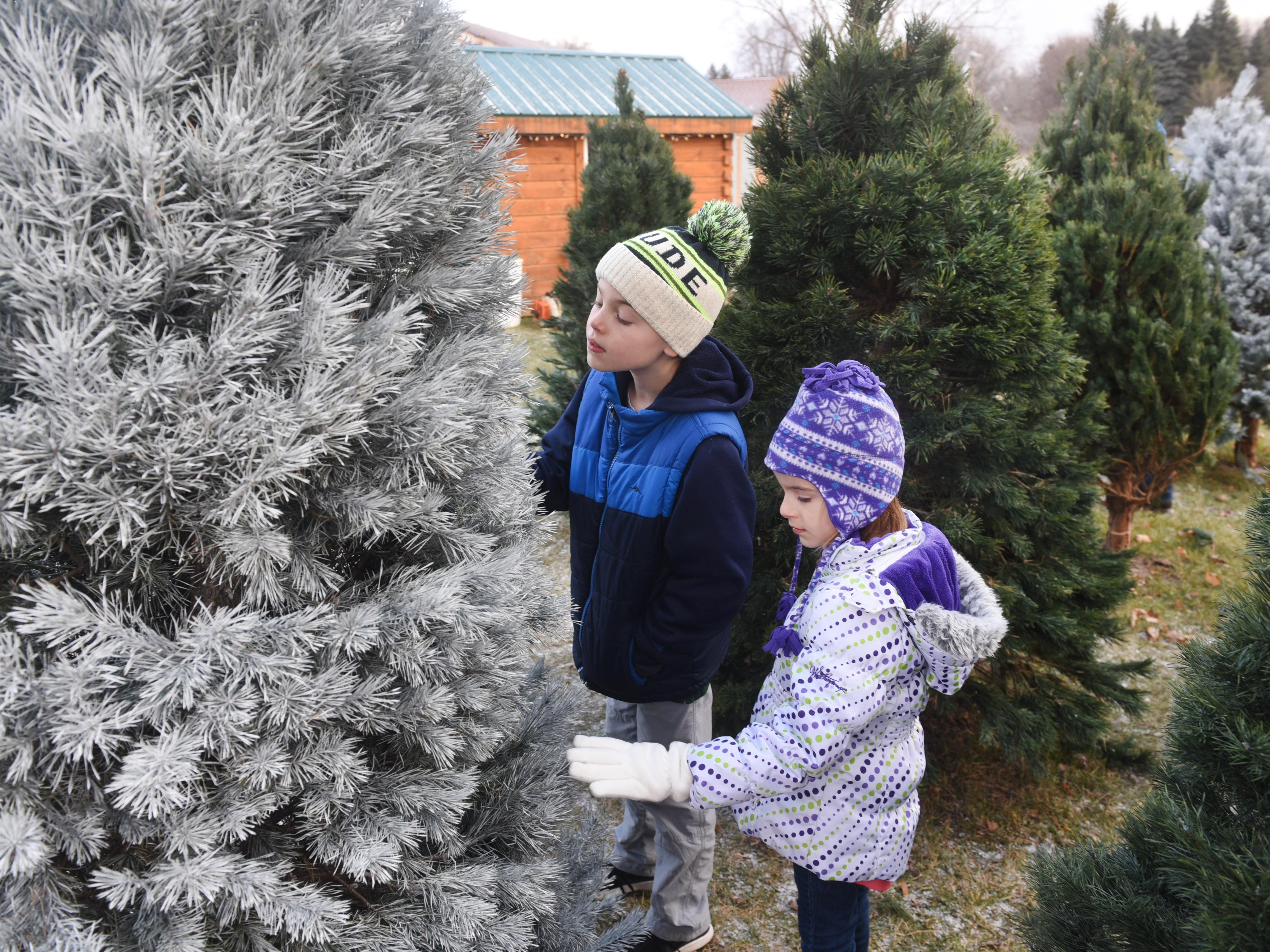 michigan christmas tree farms hope more keep it real michigan christmas tree farms