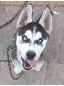 A submitted photo of Keoni, a 3-month-old Siberian Husky. The pup was stolen from his teenage owner and held for ransom Wednesday in Reno.