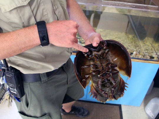 Assateague Island State Park ranger Marc Heim shows the underbelly of a horseshoe crab at the Nature Center. Assateague Island State Park ranger Marc Heim shows the underbelly of a horseshoe crab at the Nature Center on Thursday, July 30.