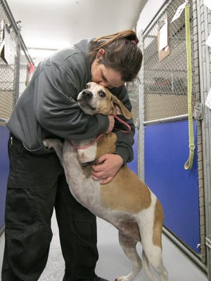 Livingston County Animal Control and Shelter director Aimee Orn gives a hug to a female beagle mix Tuesday, Dec. 12, 2017. The dog was one of the 120 animals recently seized from Last Chance Rescue.