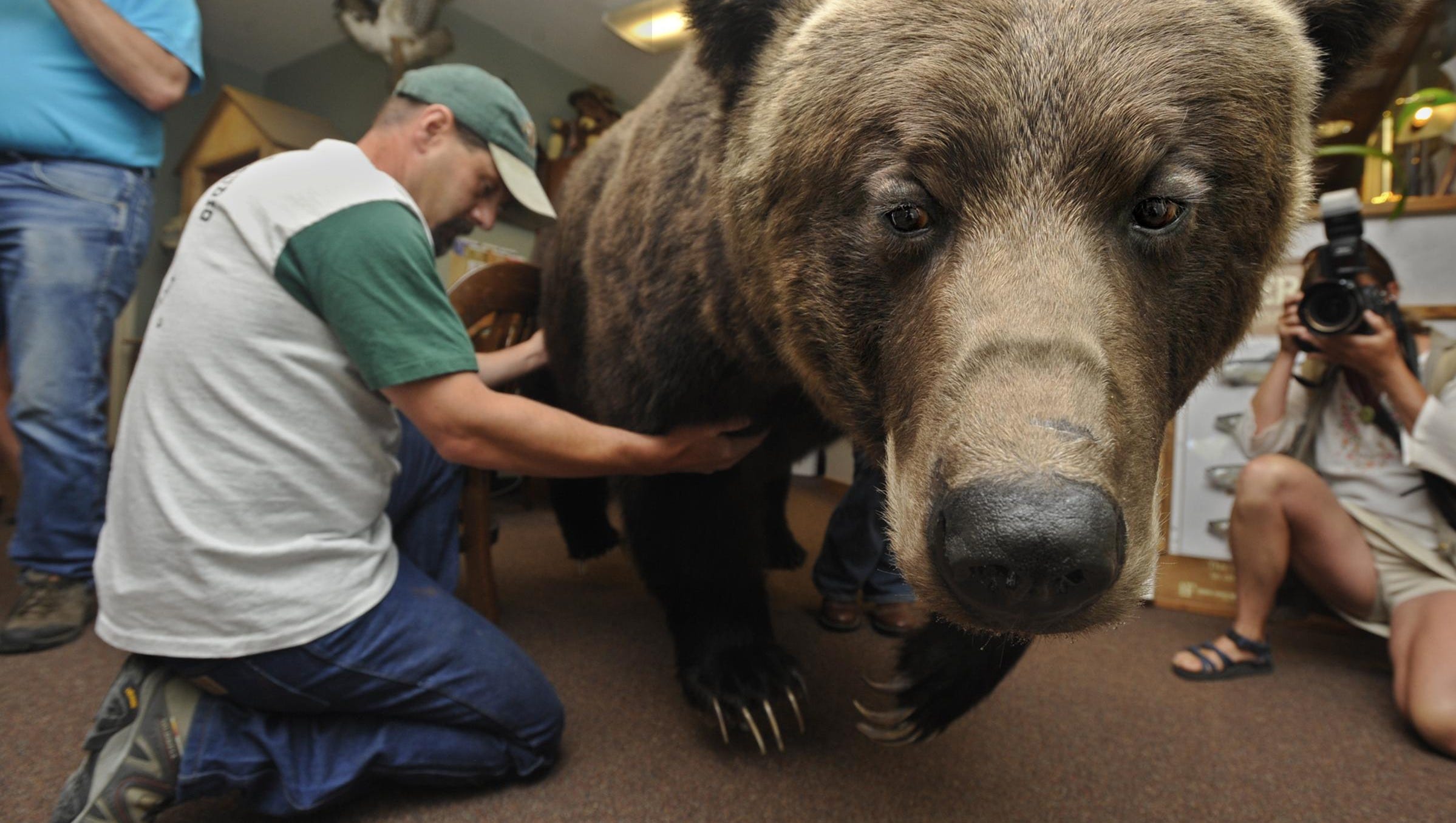 Largest Bear Ever Recorded