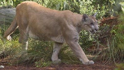 Visitors can see Uno, a Florida panther at the Naples Zoo at Caribbean Gardens.