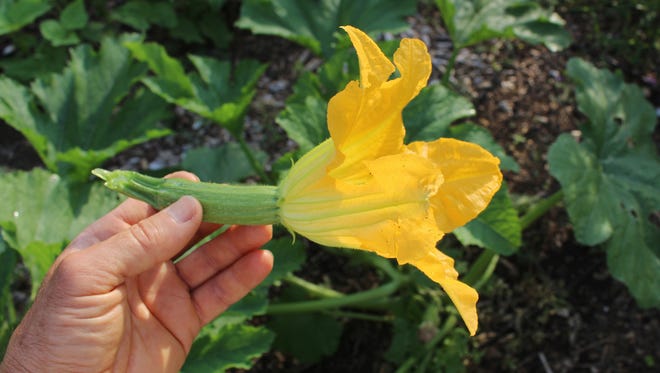 A zucchini flower in New Paltz, New York on July 7, 2014. Zucchini, picked before the flower has been shed, is young and tender and can be eaten flower and all.