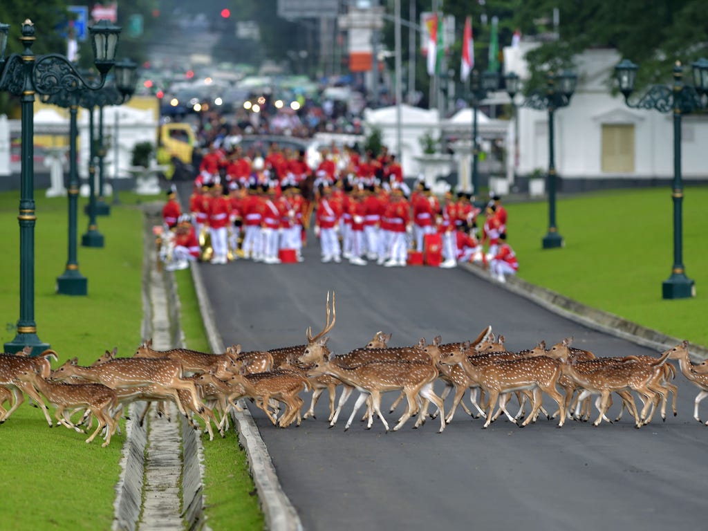 Deer walk past Indonesia's honor guard as they wait for the arrival of Saudi Arabia's King Salman bin Abdul Aziz at the presidential palace in Bogor, Indonesia. Cheering crowds welcomed King Salman  for the first visit by a Saudi monarch to Indonesia